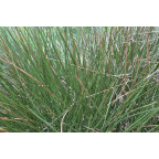 JUNCUS effusus