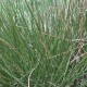 JUNCUS effusus