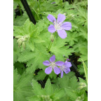 GERANIUM sylvaticum 'Mayflower'