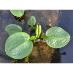 ALISMA plantago-aquatica var. parviflora