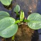 ALISMA plantago-aquatica var. parviflora