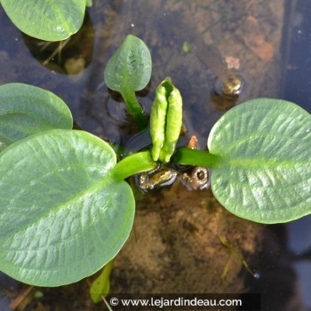 ALISMA plantago-aquatica var. parviflora