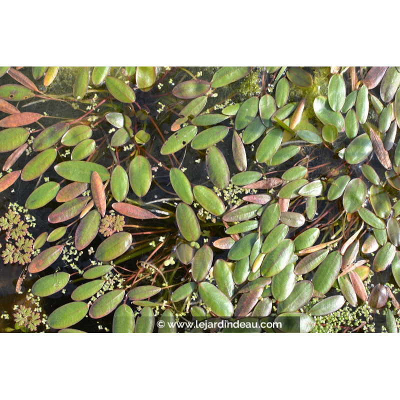 ALISMA natans