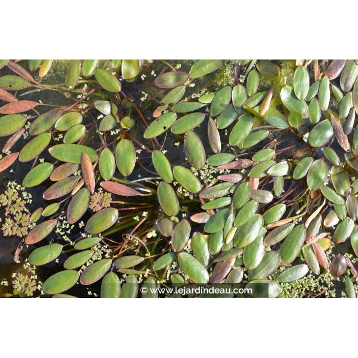 ALISMA natans