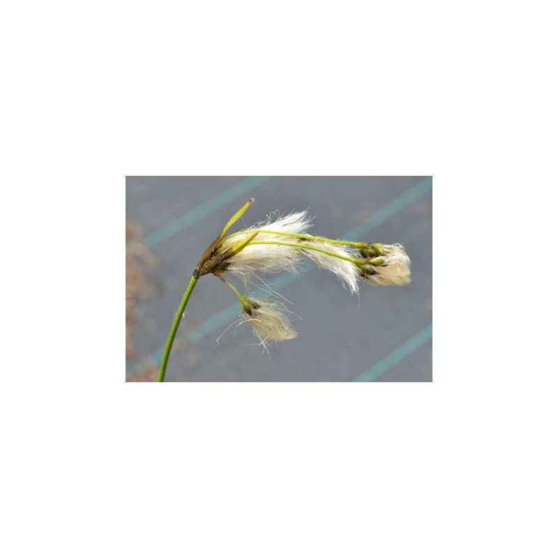 Eriophorum angustifolium