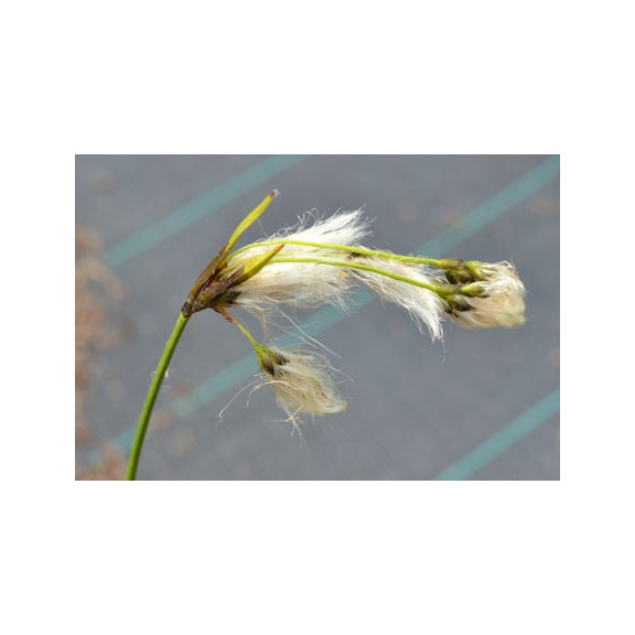 Eriophorum angustifolium