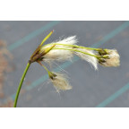 Eriophorum angustifolium