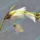 Eriophorum angustifolium