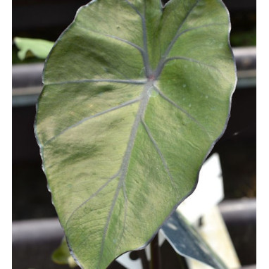 COLOCASIA \'Black Stem\'