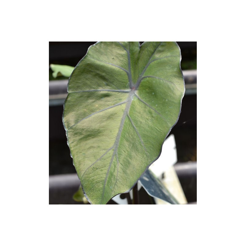 COLOCASIA 'Black Stem'