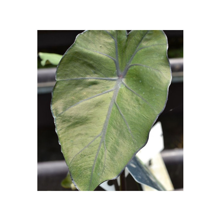 COLOCASIA 'Black Stem'