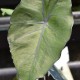 COLOCASIA 'Black Stem'