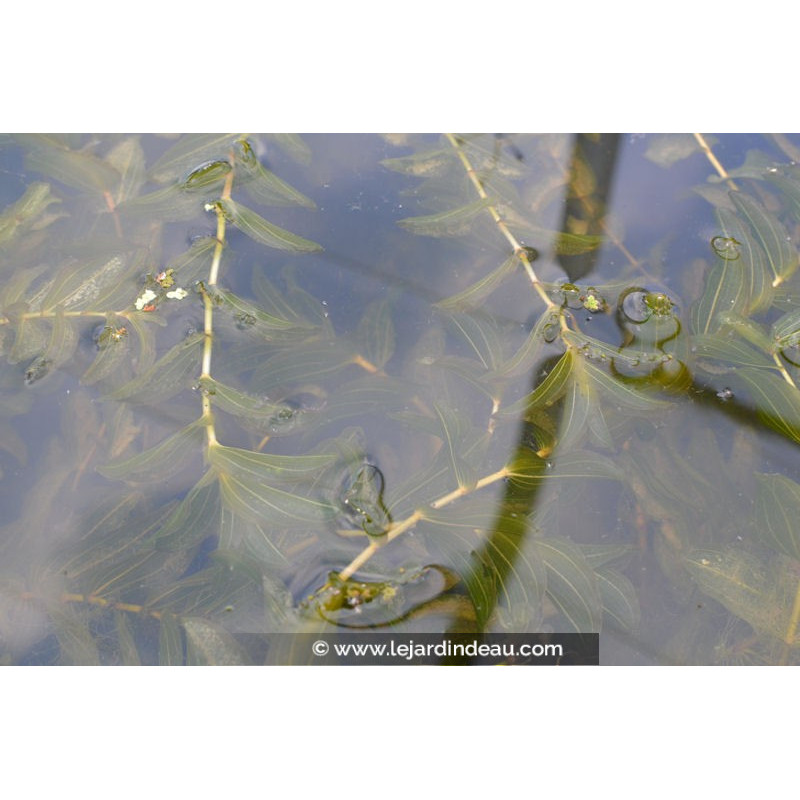 POTAMOGETON perfoliatus