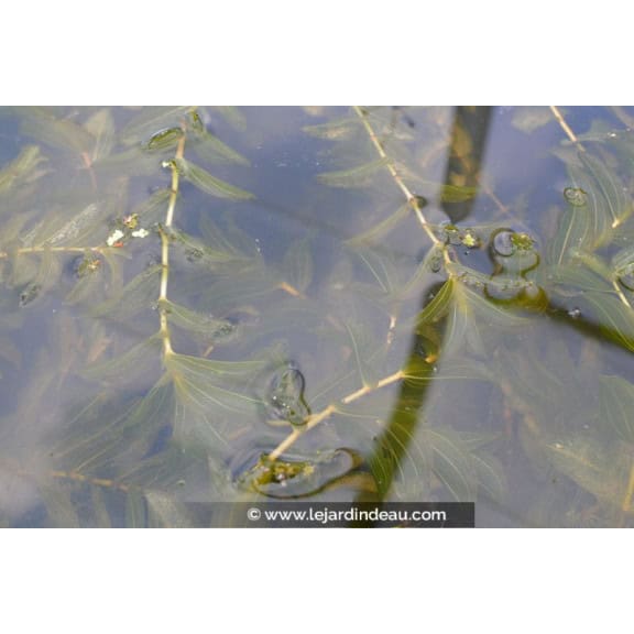 POTAMOGETON perfoliatus