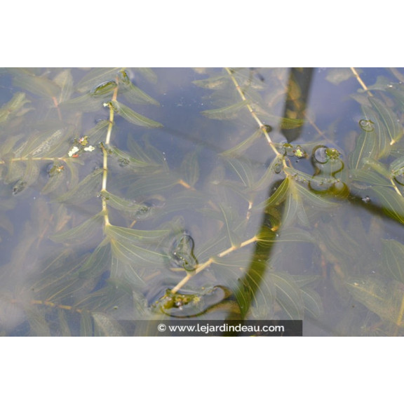 POTAMOGETON perfoliatus