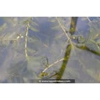 POTAMOGETON perfoliatus