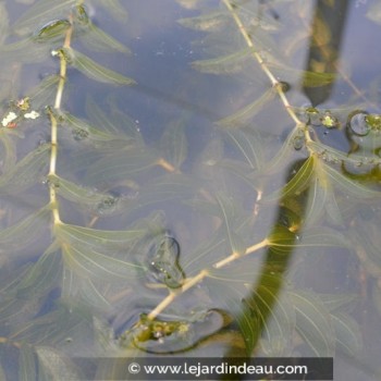 POTAMOGETON perfoliatus