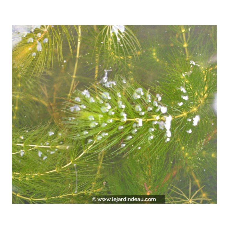 CERATOPHYLLUM demersum CERATOPHYLLUM demersum