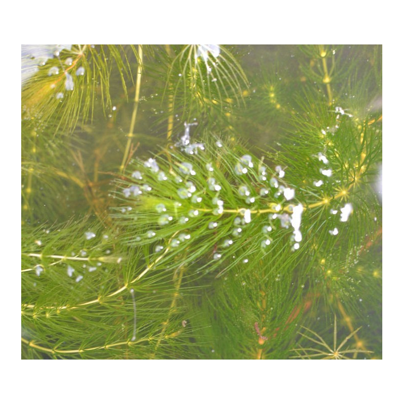 CERATOPHYLLUM demersum CERATOPHYLLUM demersum