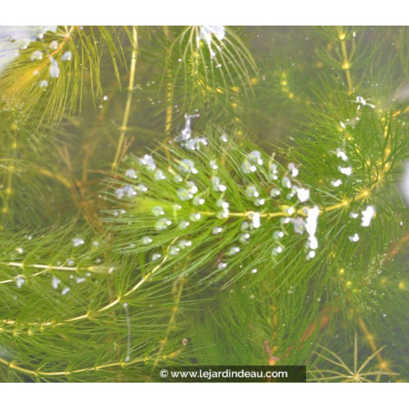CERATOPHYLLUM demersum