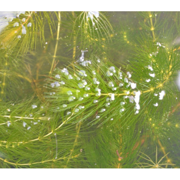 CERATOPHYLLUM demersum