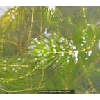 CERATOPHYLLUM demersum CERATOPHYLLUM demersum