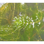 CERATOPHYLLUM demersum CERATOPHYLLUM demersum