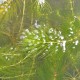 CERATOPHYLLUM demersum