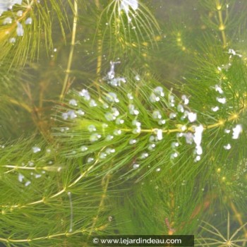CERATOPHYLLUM demersum