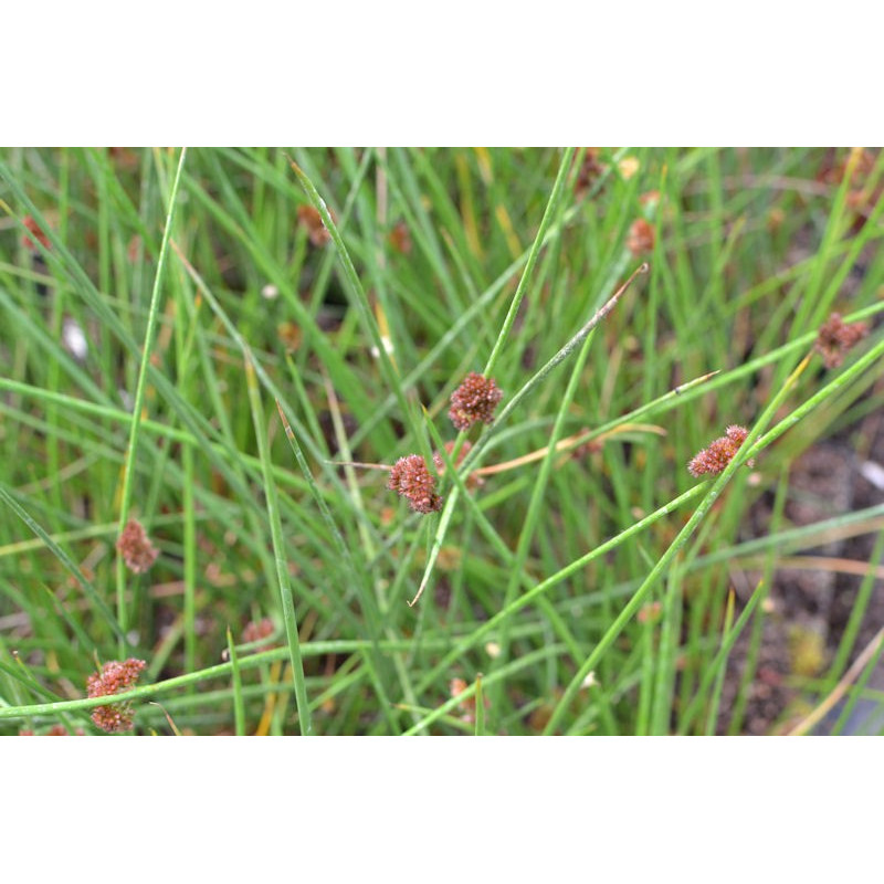 JUNCUS effusus