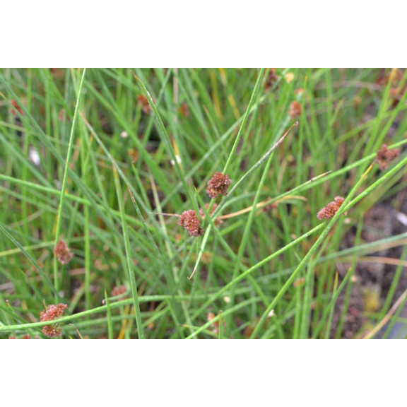 JUNCUS effusus