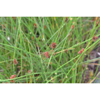 JUNCUS effusus