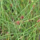 JUNCUS effusus