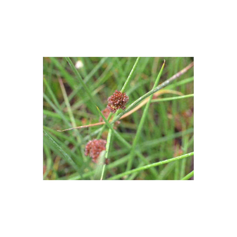 JUNCUS effusus