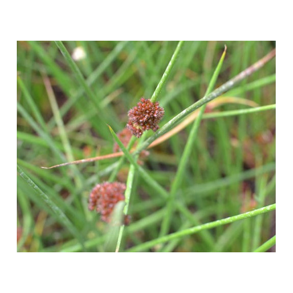JUNCUS effusus