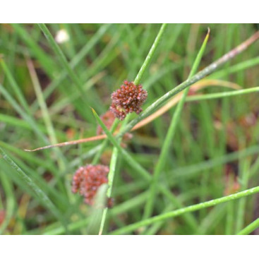 JUNCUS effusus