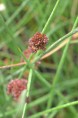 JUNCUS effusus