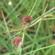 JUNCUS effusus