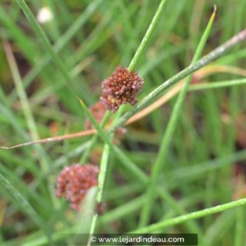 JUNCUS effusus