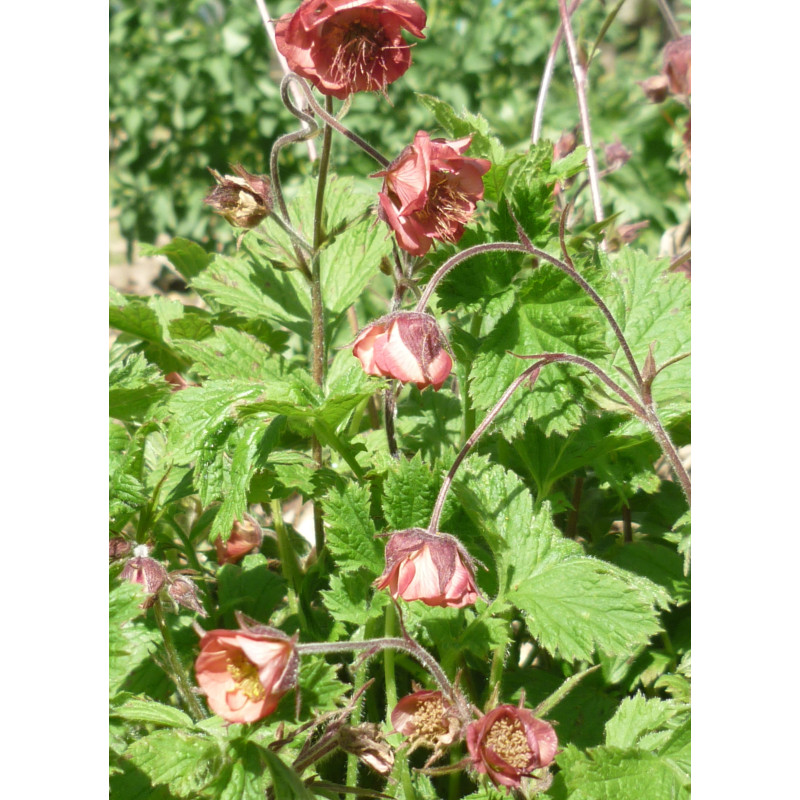 GEUM rivale 'Leonard's Variety'