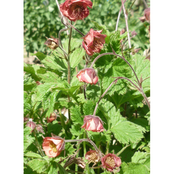 GEUM rivale 'Leonard's Variety'