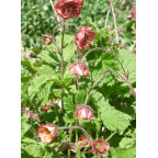 GEUM rivale 'Leonard's Variety'