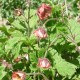 GEUM rivale 'Leonard's Variety'