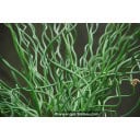 JUNCUS effusus \'Spiralis\'