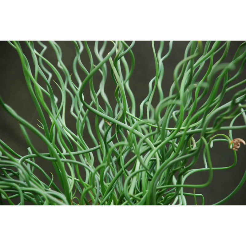 JUNCUS effusus 'Spiralis'