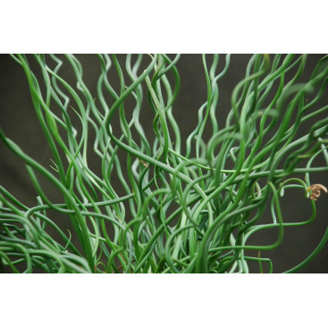 JUNCUS effusus \'Spiralis\'