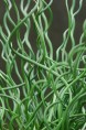 JUNCUS effusus 'Spiralis'