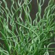 JUNCUS effusus 'Spiralis'