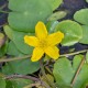 NYMPHOIDES peltata