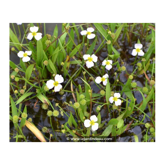 BALDELLIA ranunculoides